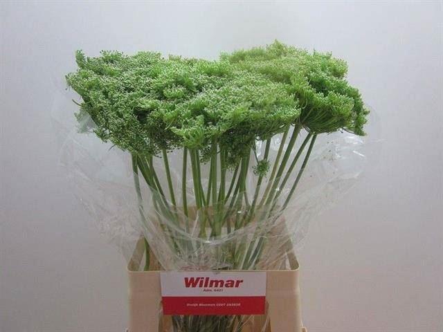 <h4>AMMI VISNAGA GREEN MIST</h4>