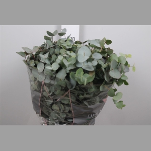 Euca Cinerea Per Bunch
