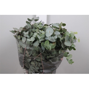Euca Cinerea Per Bunch