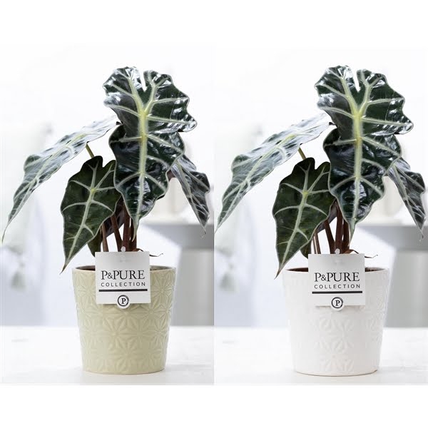 <h4>Alocasia Polly in P&PURE Juliette ceramics ass.2</h4>