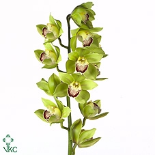 APPLE GREEN 60cm x 10.