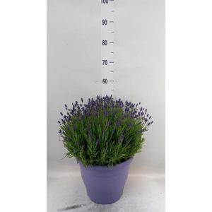 Lavandula angus. 'Essence Pure'