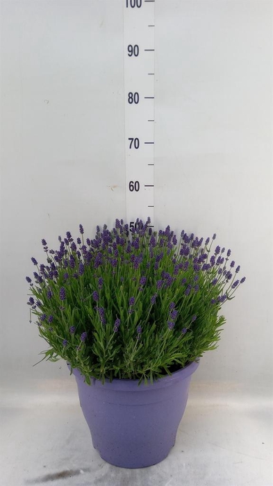 <h4>Lavandula angus. 'Essence Pure'</h4>