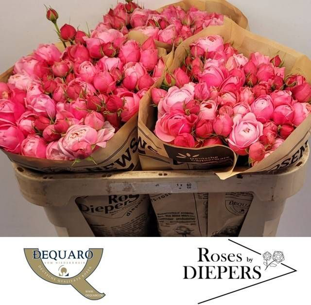 <h4>R Tr Silva Pink Diepers</h4>