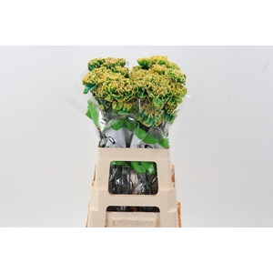 Di St Tinted Dubin