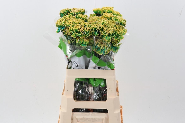 <h4>Di St Tinted Dublin</h4>