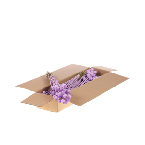 Papaver Sb Lilac Misty