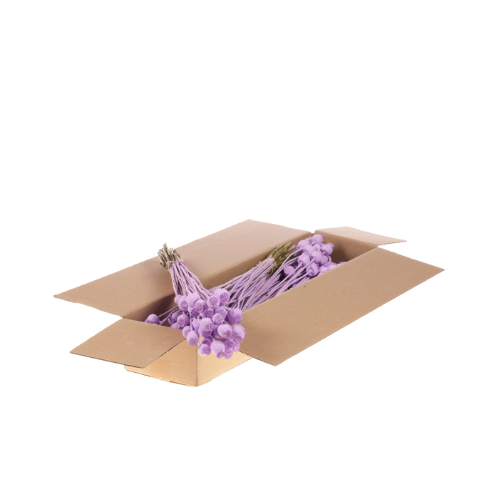 <h4>Papaver Sb Lilac Misty</h4>