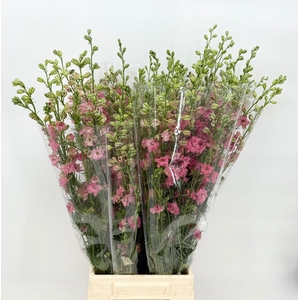 Delphinium consolida Pink