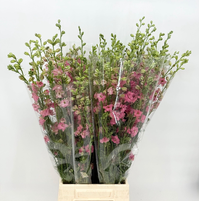 <h4>Delphinium consolida Pink</h4>