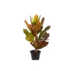 CROTON HIBRIDO EXCELLENT P11