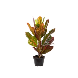 CROTON HIBRIDO EXCELLENT P11
