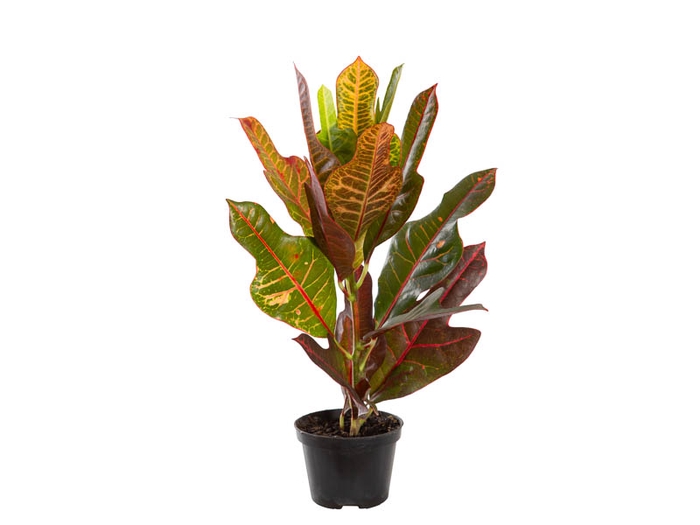 CROTON HIBRIDO EXCELLENT P11
