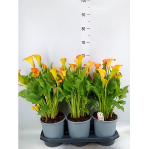 Zantedeschia  'Captain Brunello'