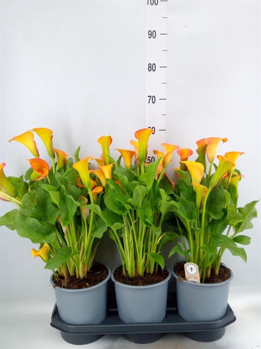 <h4>Zantedeschia  'Captain Brunello'</h4>