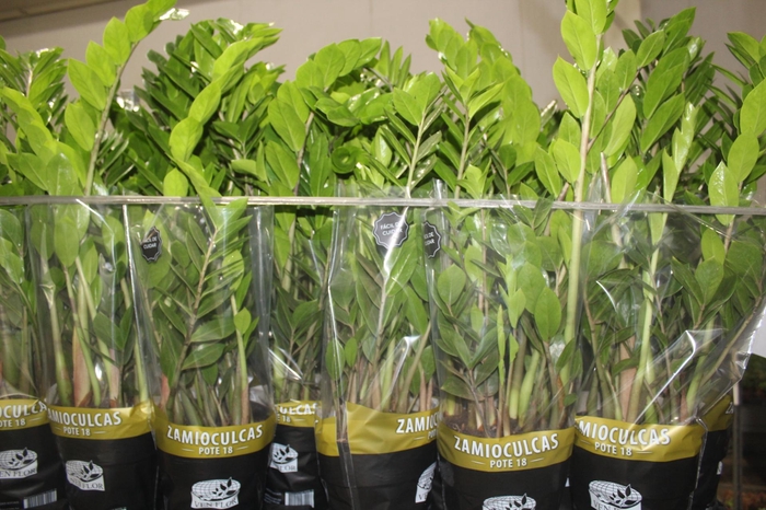 <h4>ZAMIOCULCAS P18</h4>