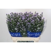 Aster Cassandra