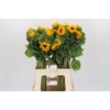 Helianthus Orange Fire