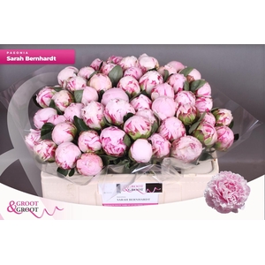 PAEO L SARA BERNHARD