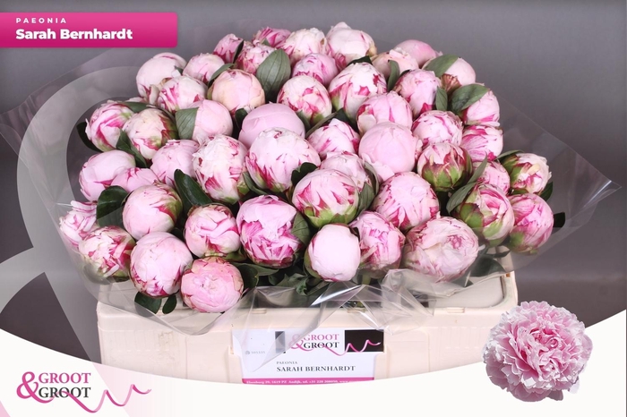 <h4>PAEO L SARA BERNHARD</h4>