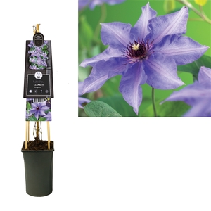 Clematis 'Königskind' +3.0 label