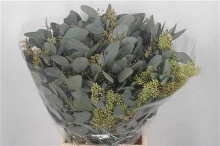 <h4>Euc Populus Berry Per Bunch 300 Gram</h4>