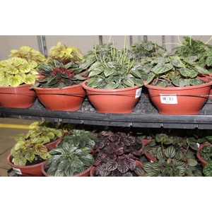 PEPEROMIA CAPERATA C21