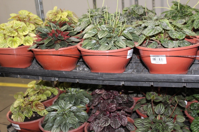 <h4>PEPEROMIA CAPERATA C21</h4>