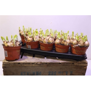 arr8 Narc O Tete A Tete