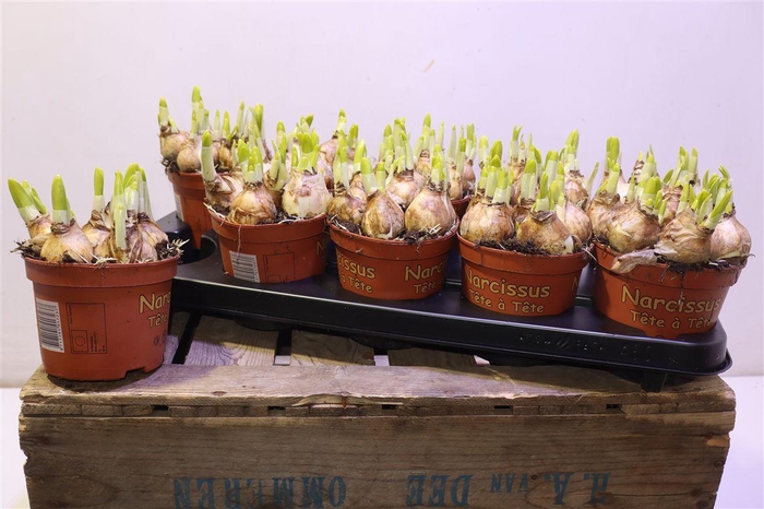 <h4>Narc O Tete A Tete</h4>