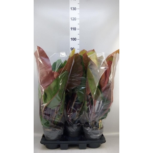 Philodendron   ...