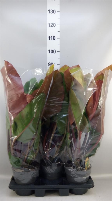 <h4>Philodendron   ...</h4>