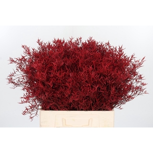Limonium Kl Bh Rood