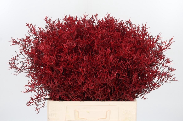 <h4>Limonium Kl Bh Rood</h4>