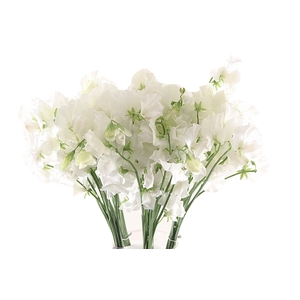 Lathyrus Sunshine White