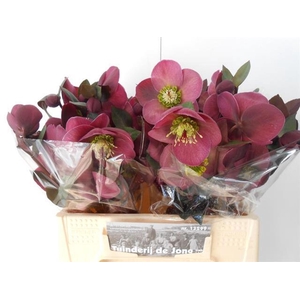 Helleborus x erics. 'Annas Red'