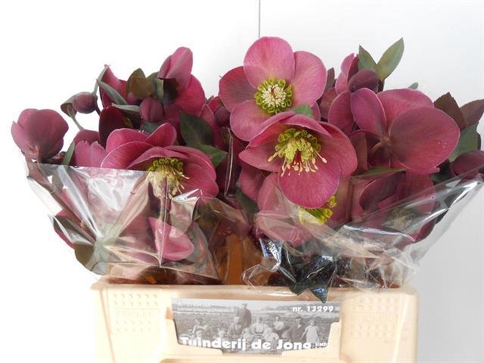 <h4>Helleborus x erics. 'Annas Red'</h4>