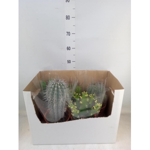 Cactus   ...mix