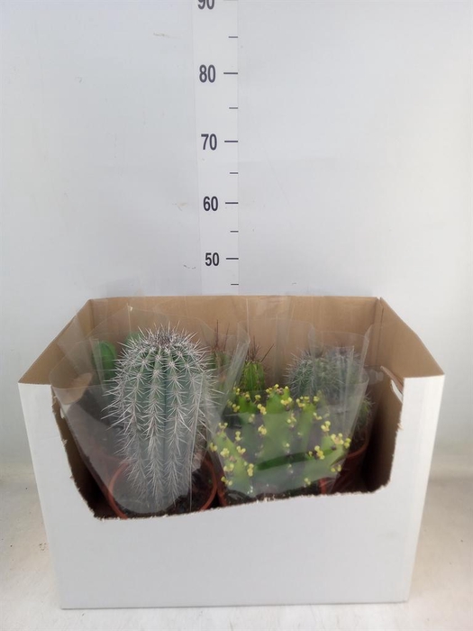 <h4>Cactus   ...mix</h4>