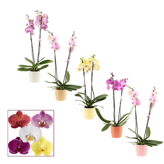 <h4>Phalaenopsis 2 tak 14+ mix in Naemi (Sympathetic moods-collectio</h4>