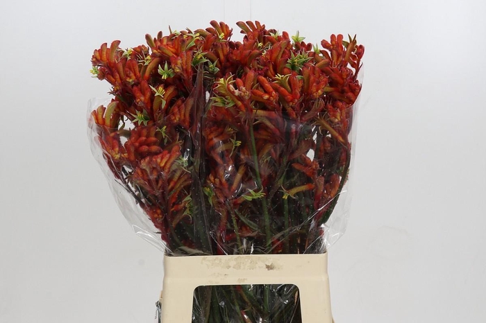 <h4>Anigozanthos Rampaging Roy Slaven</h4>