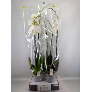 Phalaenopsis   ...white