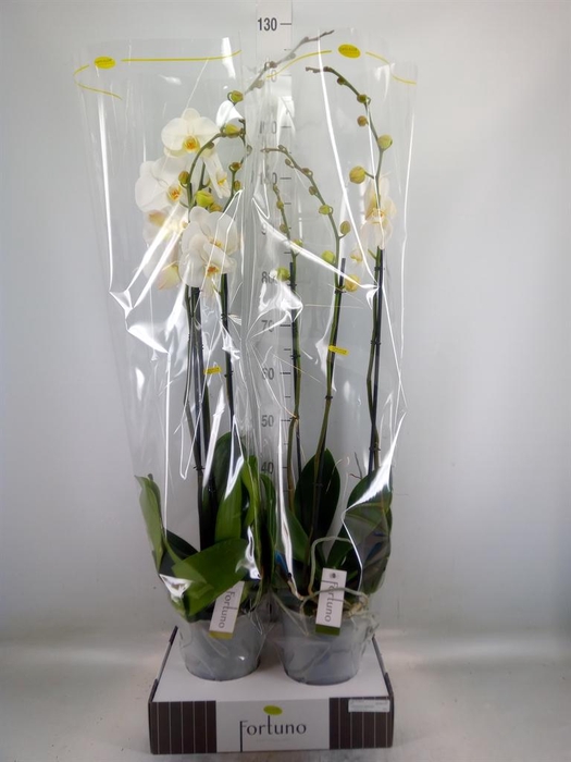 <h4>Phalaenopsis   ...white</h4>