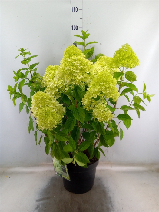 <h4>Hydrangea pan. 'Limelight'</h4>