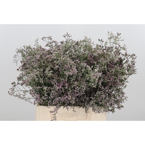 Limonium Sinense Safora Oshi Pink