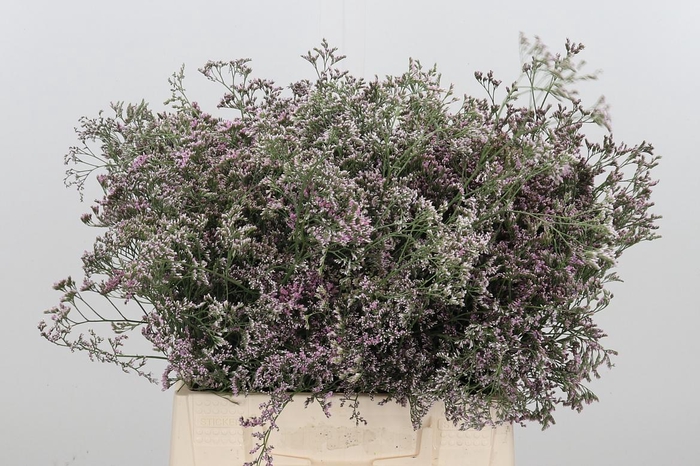 <h4>Limonium Sinense Safora Oshi Pink</h4>