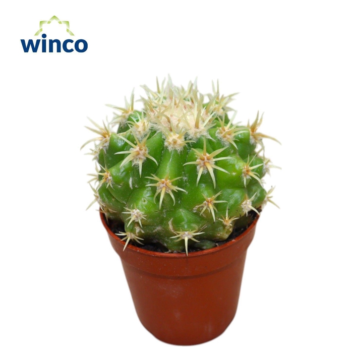 <h4>Echinocactus Grusonii Brevispinus</h4>