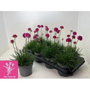 Arme Mar Armada Rose