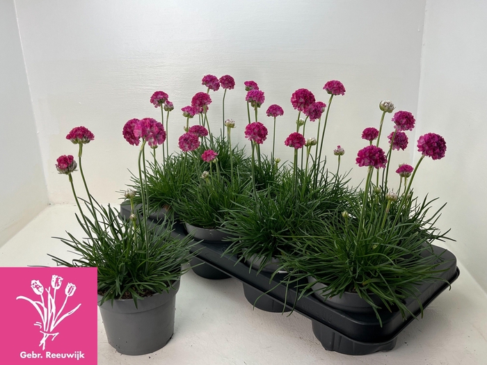 <h4>ARME MAR ARMADA ROSE</h4>