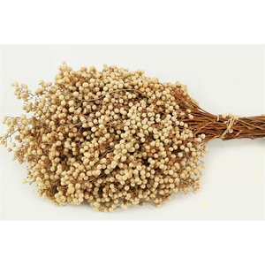 Schinus M Pt White Bleached Bunch